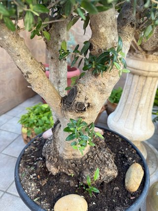 Bonsai Olivo 25 años