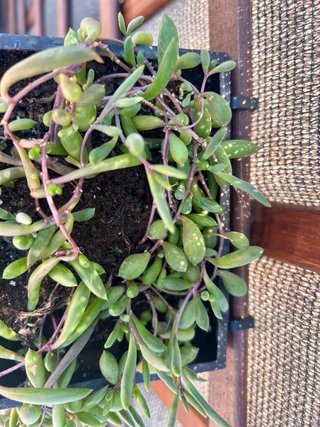 Set 2 macetas con suculenta sedum colgante