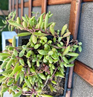 Set 2 macetas con suculenta sedum colgante