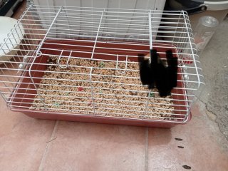 Jaula para mascotas y cobaya
