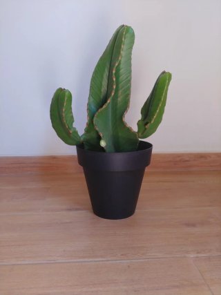 Plantas Cactus Euphorbia Ingens Candelabro