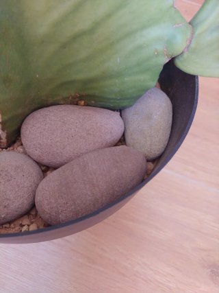 Plantas Cactus Euphorbia Ingens Candelabro