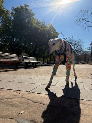 Paseo para tu perro