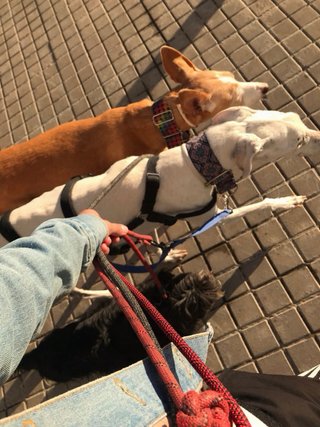 Paseo para tu perro