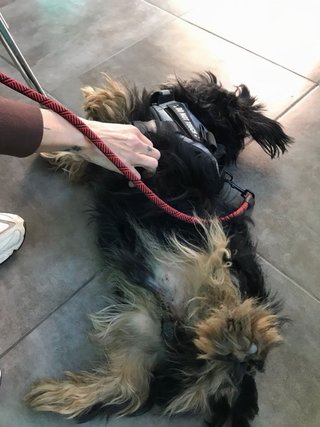 Paseo para tu perro