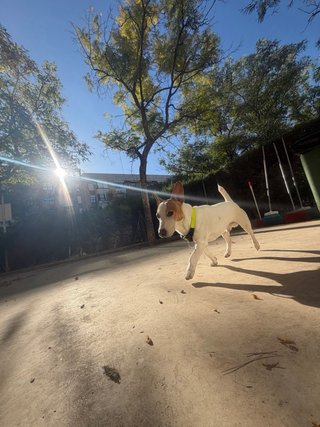 Paseo para tu perro