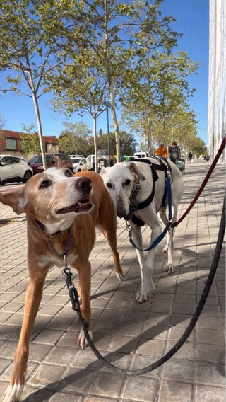 Paseo para tu perro