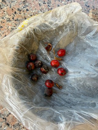 Semillas para plantar