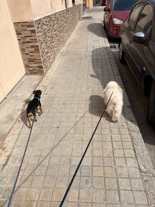 Paseador de perros