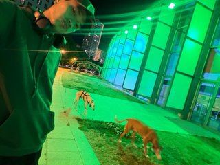 Paseador de perros
