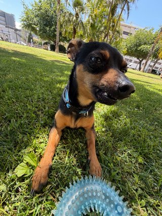 Paseador de perros