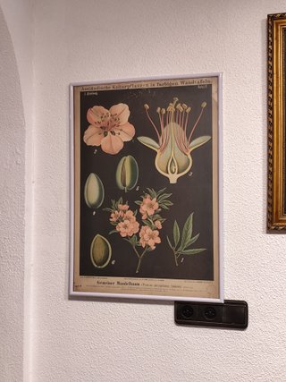Litografía antigua Gemeiner Mandelbaum