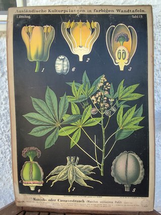 Litografía antigua Gemeiner Mandelbaum