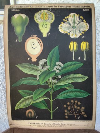 Litografía antigua Gemeiner Mandelbaum