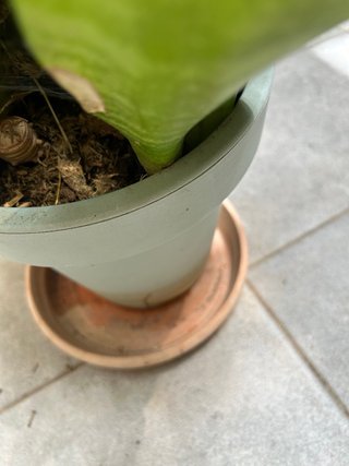 PLANTA NATURAL SANSEVIERIA