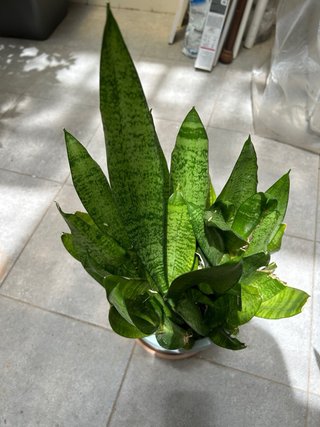 PLANTA NATURAL SANSEVIERIA