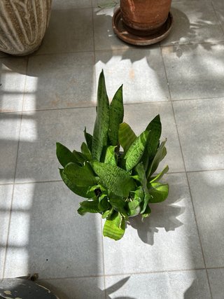 PLANTA NATURAL SANSEVIERIA