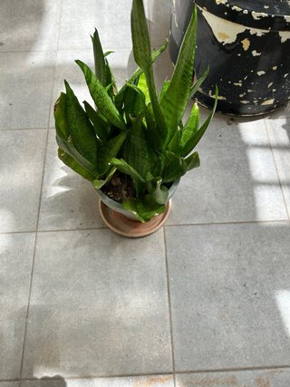 PLANTA NATURAL SANSEVIERIA