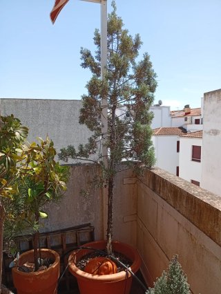 Ciprés de 20 años