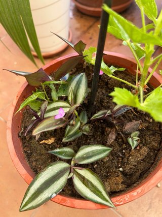 Planta natural en maceta