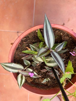 Planta natural en maceta