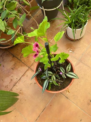 Planta natural en maceta