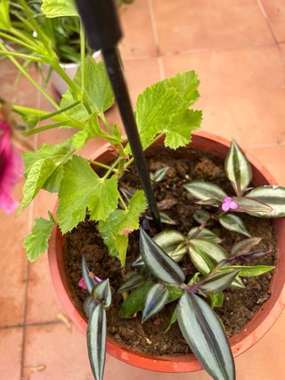 Planta natural en maceta