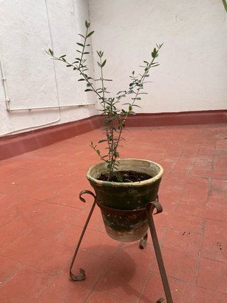 Olivo en maceta