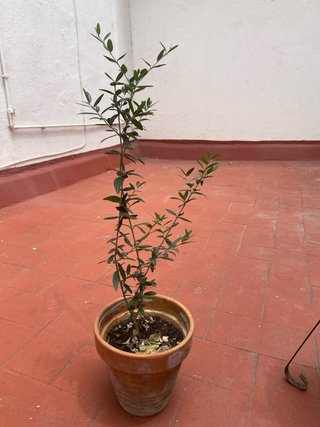 Olivo en maceta