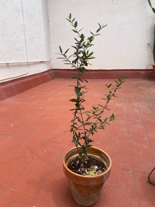 Olivo en maceta