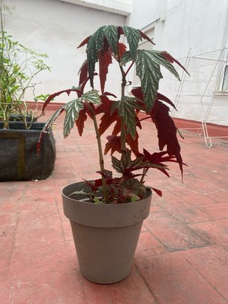 Begoña gigante con hojas decoradas