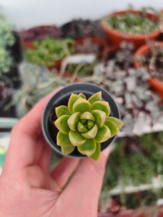 Sedum golden gold 5.5cm