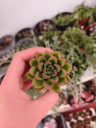 Echeveria agaboides 5.5cm