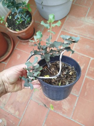 Pack 6 Plantas Bonsái más regalo