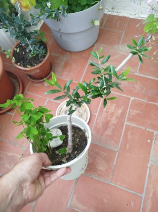 Pack 6 Plantas Bonsái más regalo