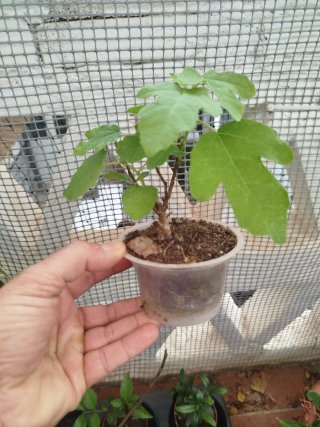 Pack 6 Plantas Bonsái más regalo