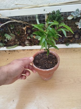 Pack 6 Plantas Bonsái más regalo
