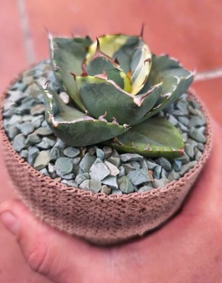 Agave Juggernaut Marginata Aurea