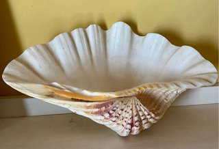 Concha natural decorativa