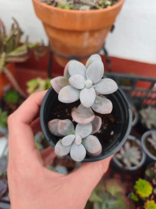 Pachyphytum 8.5cm