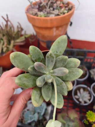 Pachyphytum captain jessop 8.5cm