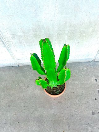Planta interior/exterior Cactus Euphorbia grande