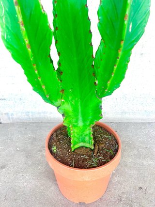Planta interior/exterior Cactus Euphorbia grande