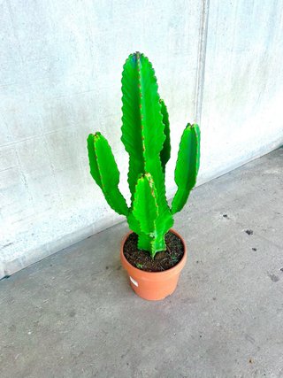 Planta interior/exterior Cactus Euphorbia grande
