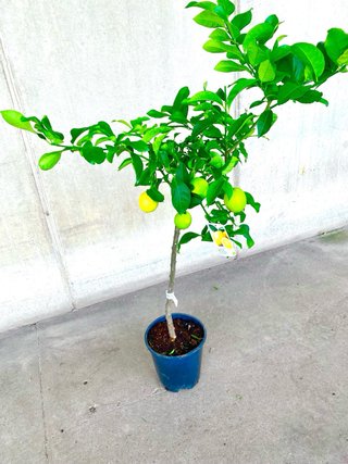 Planta natural interior/exterior “Árbol limonero”
