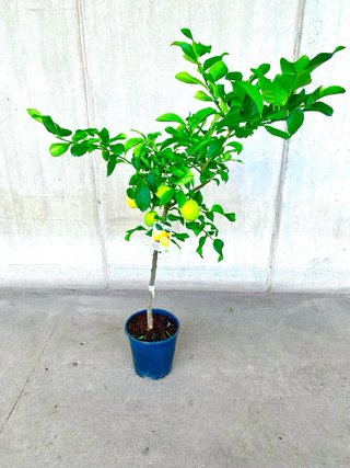 Planta natural interior/exterior “Árbol limonero”