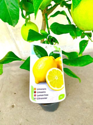 Planta natural interior/exterior “Árbol limonero”