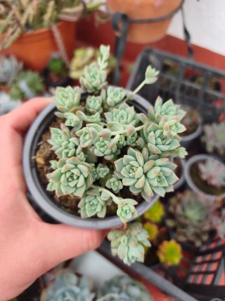 Echeveria prolífica 10.5cm