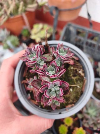 Echeveria pulvinata devotion 10.5cm