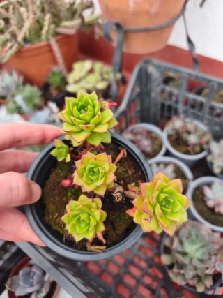 Sedeveria Leticia 10.5cm